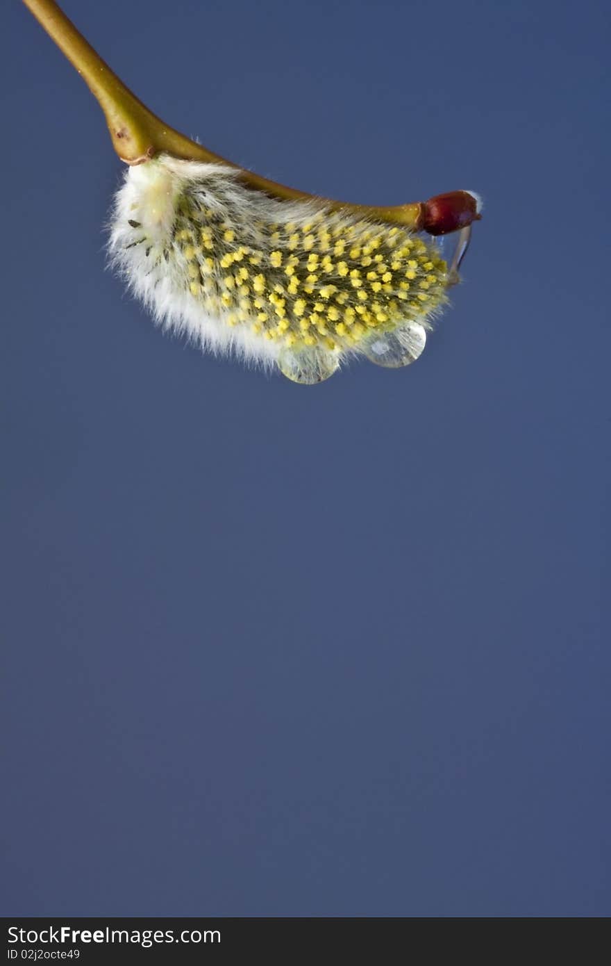 Pussy-willow buds with water drops, close-up. Pussy-willow buds with water drops, close-up