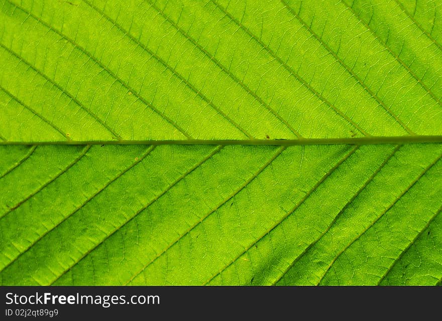 Green close-up leaf natural background: Aesculus hippocastanum. Green close-up leaf natural background: Aesculus hippocastanum