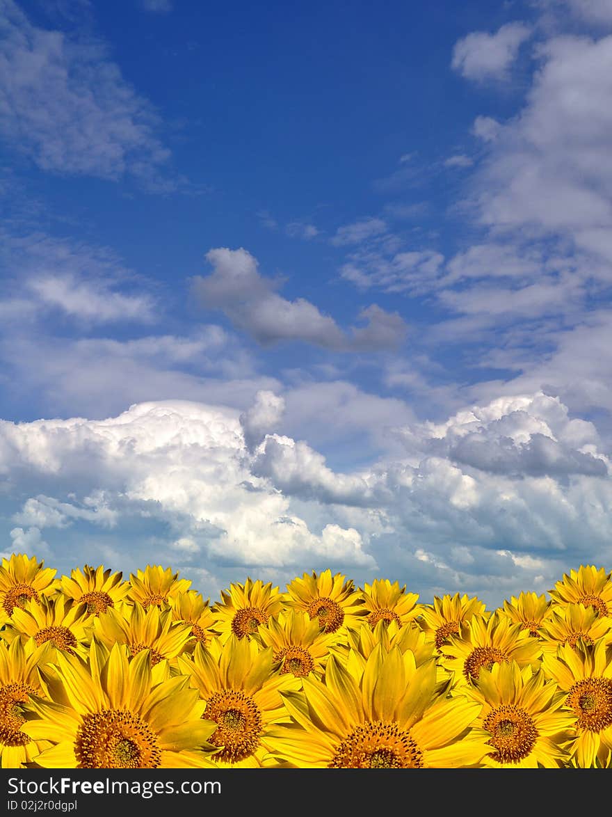 Gold sunflower field under the brilliantly blue sky: composition as a naive art. Gold sunflower field under the brilliantly blue sky: composition as a naive art