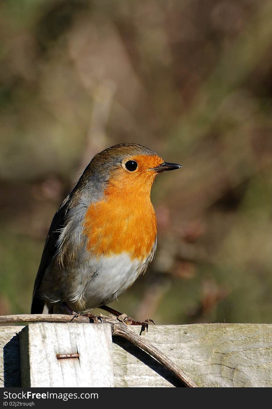 Robin On A Fence