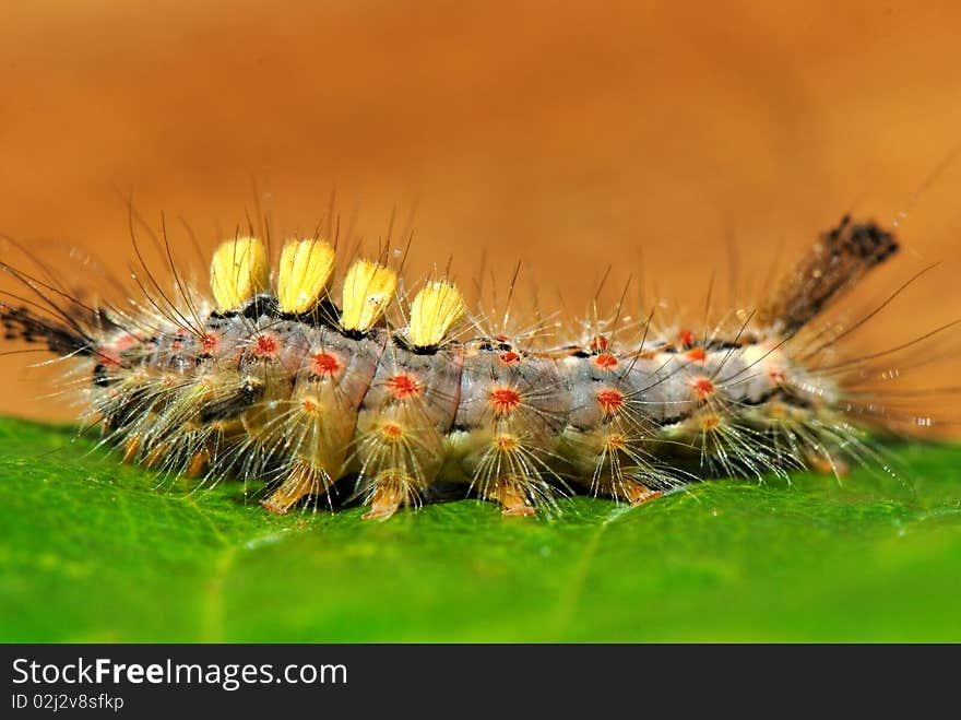 Vapourer moth caterpillar on leaf. Vapourer moth caterpillar on leaf