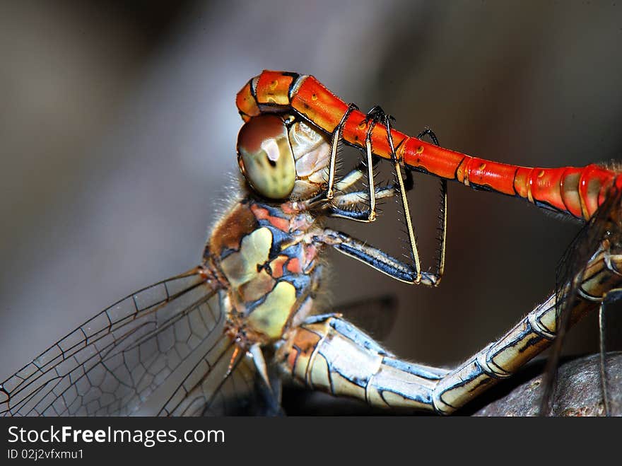 Close up of female Ruddy Darter mating. Close up of female Ruddy Darter mating