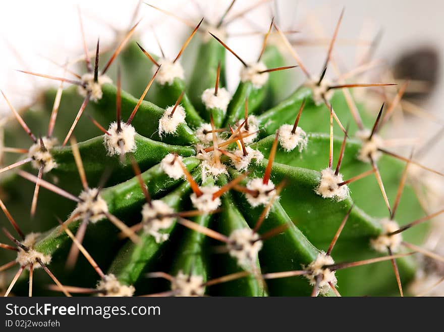 Prickle, Prickly cactus close up