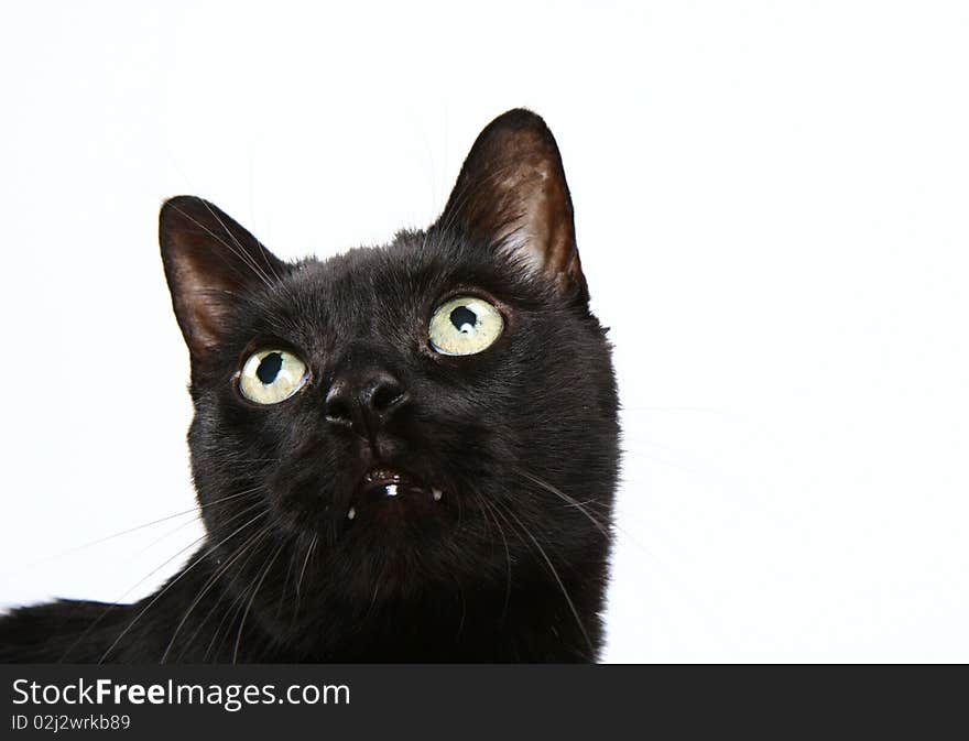 Black cat on white background