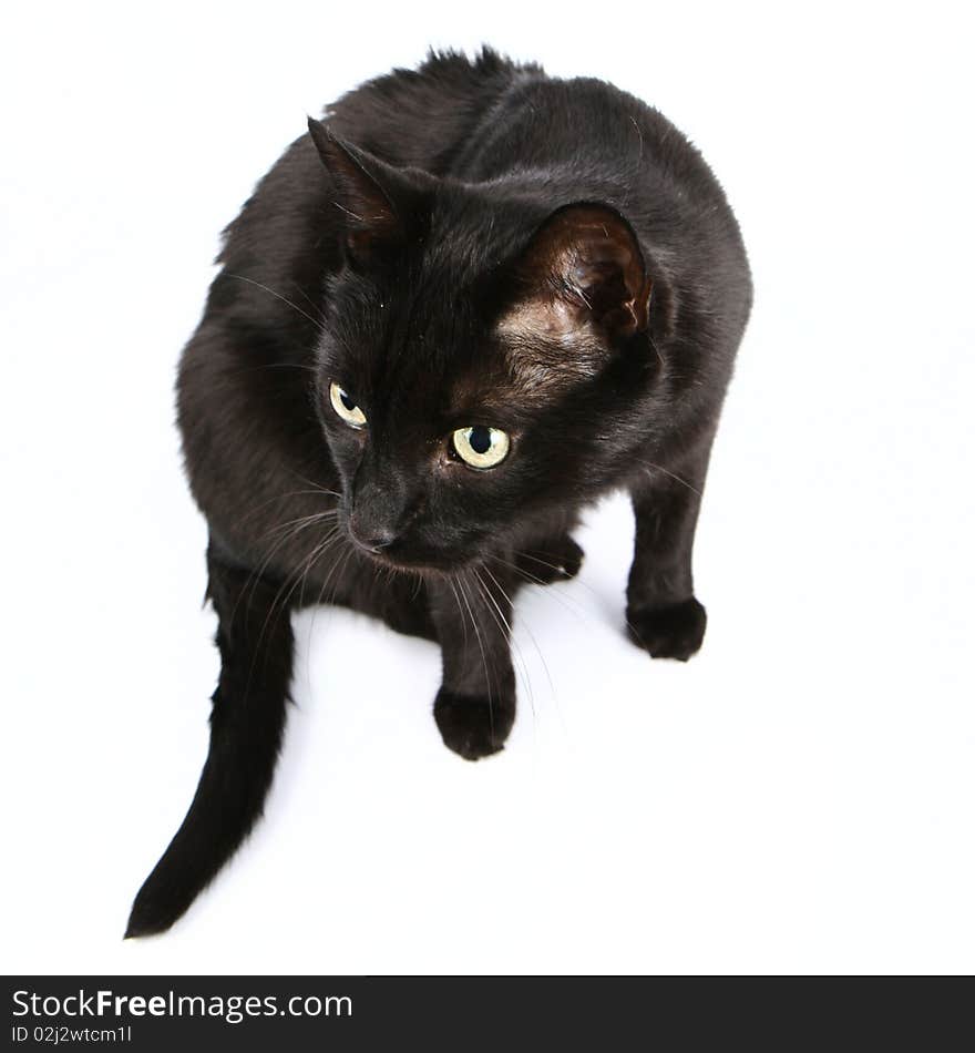 Black cat on white background