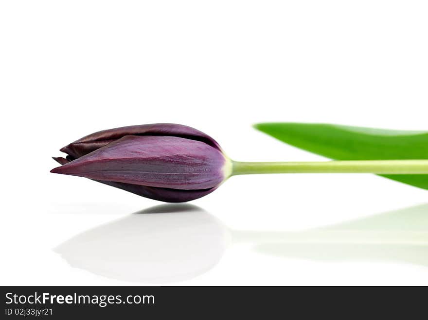 Black tulip isolated on white background.