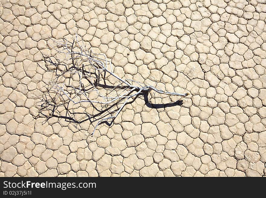 Dead Branch At Dry Lake Bed