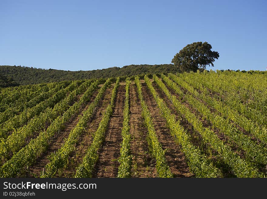 Tuscany Vineyard