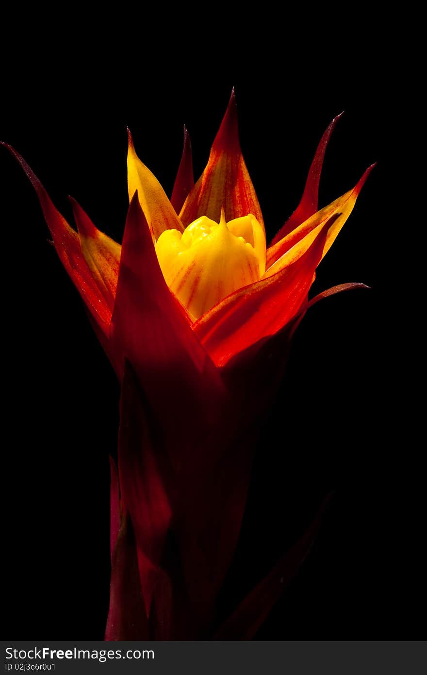 The Guzmania on dark background image