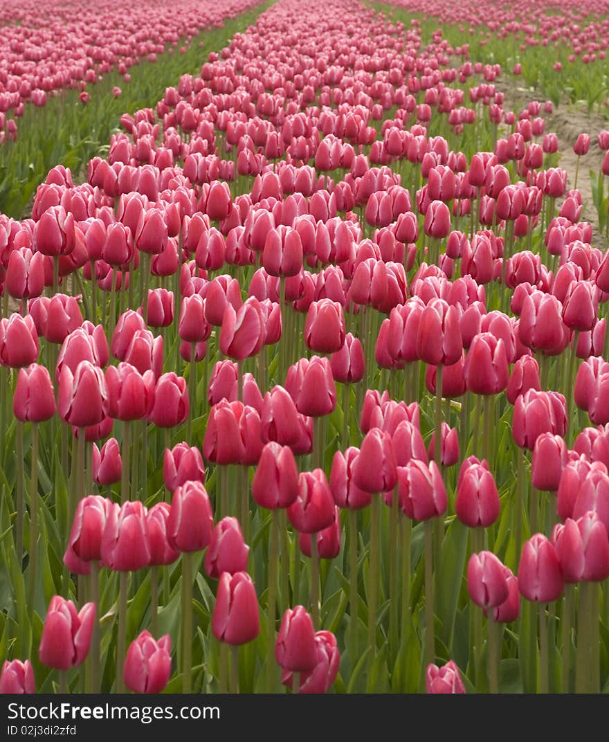 A flowerbed of red tulips, red and green