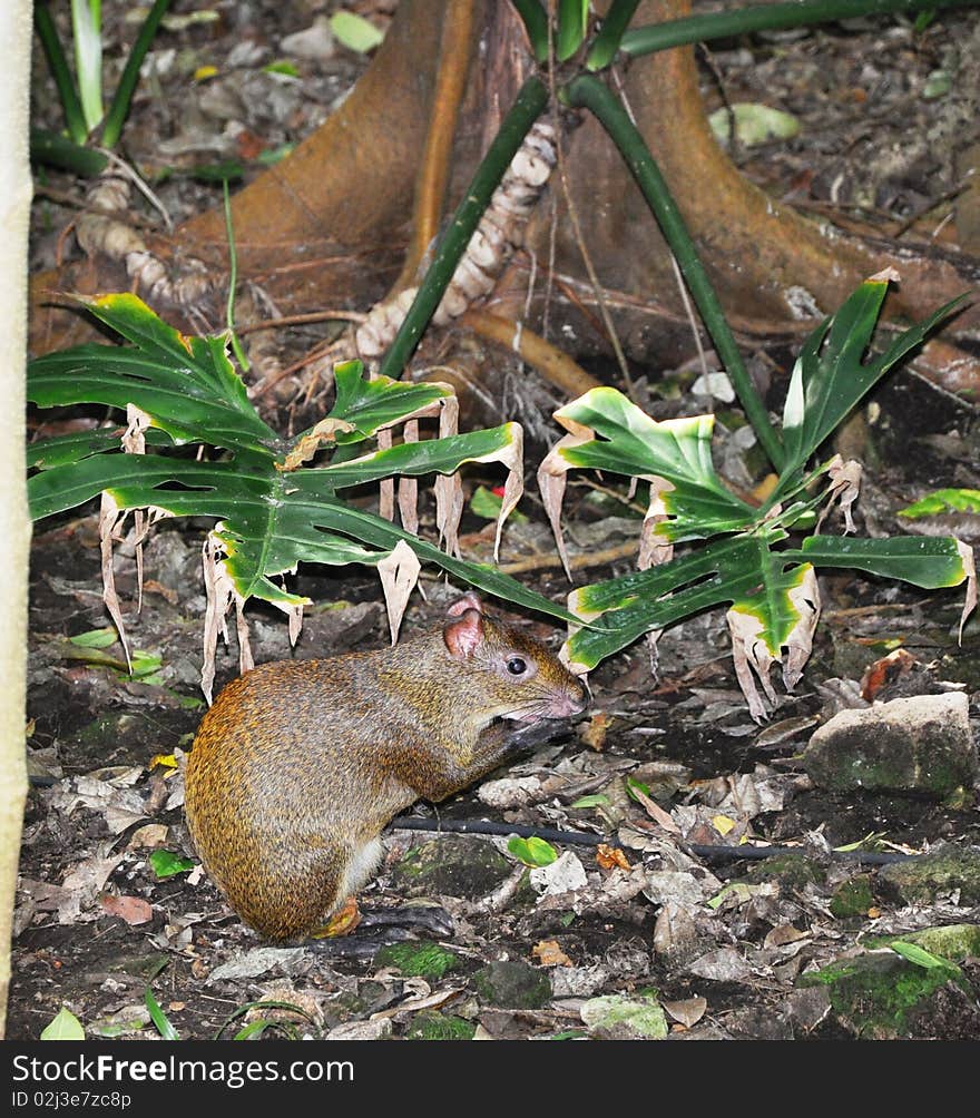 Endemic mexican small animal in size with a hare it is very timid, but lives near to people. Endemic mexican small animal in size with a hare it is very timid, but lives near to people.