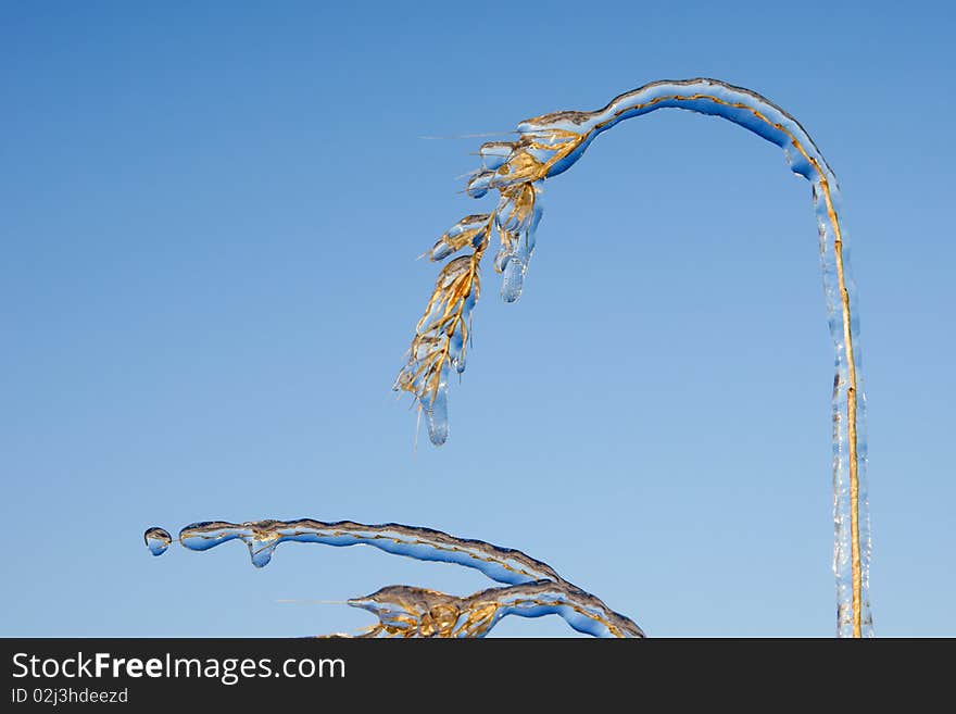 Ice forms on prairie grass