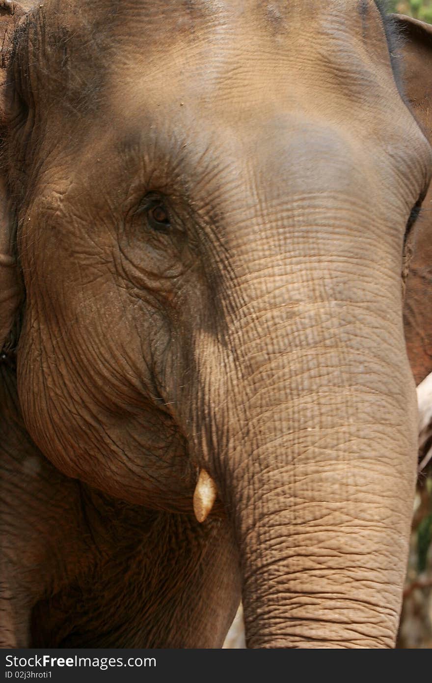 Big Thailand elephant close up