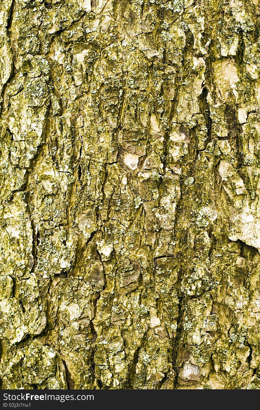 Hazelnut tree bark and nothing else.