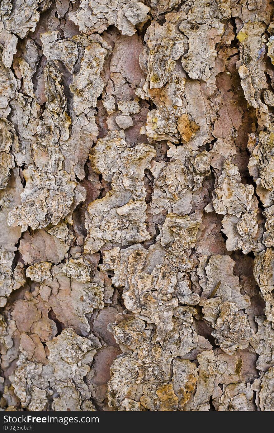 Pine tree bark and nothing else.