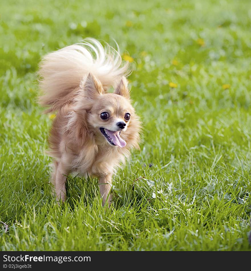 Red-haired Chihuahua In The Spring Park