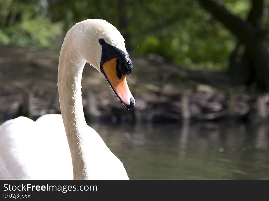 Mute swan (cgnus olor) taken at longton brick croft nature reserve preston