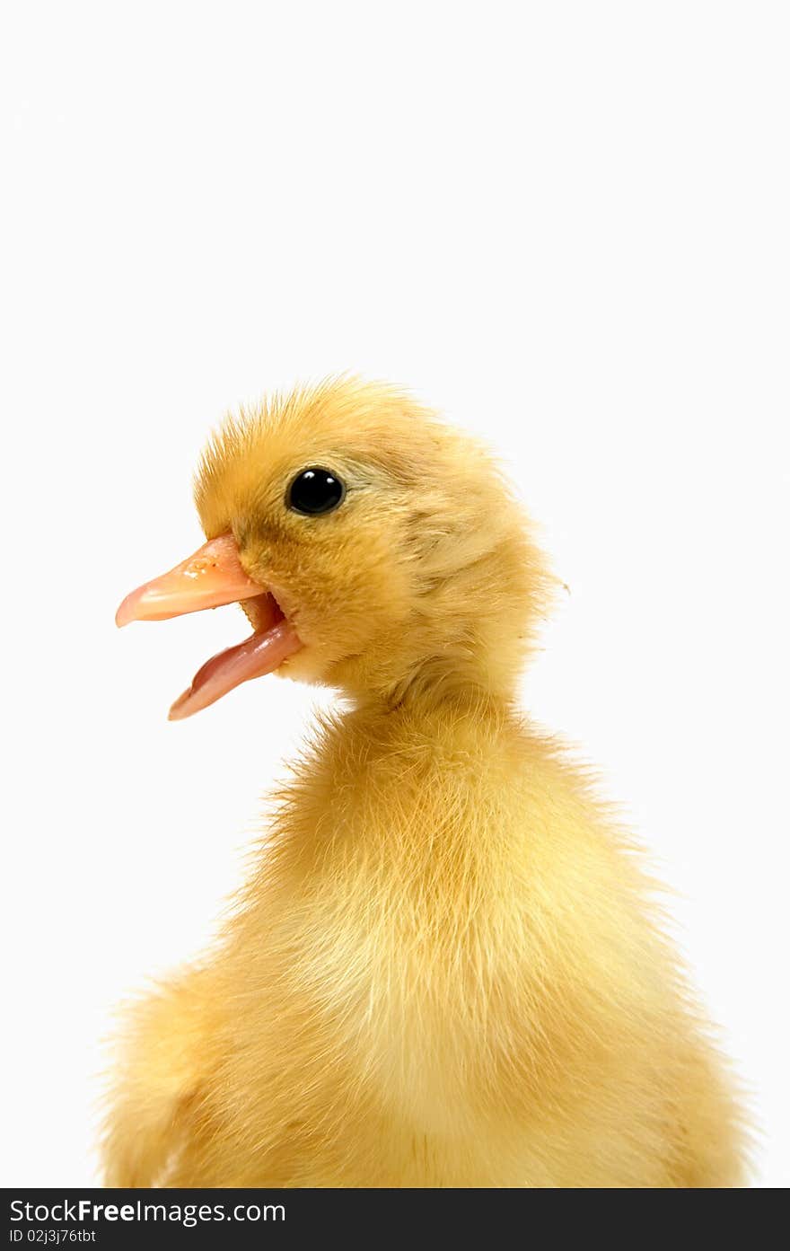 A closeup of a day old white call bantam duck isolated on white