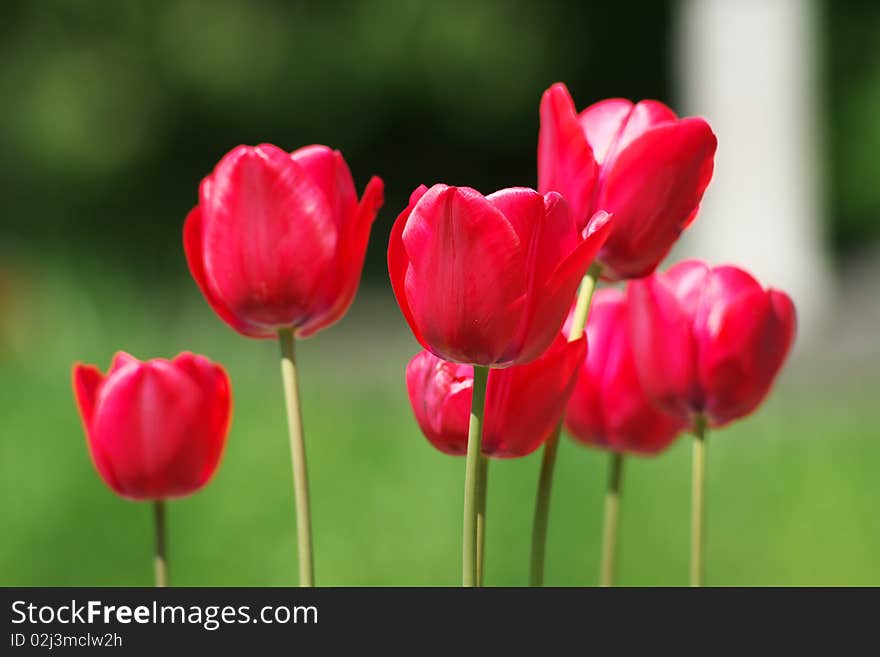 The sunny close-up of red tulips is vernal. The sunny close-up of red tulips is vernal.