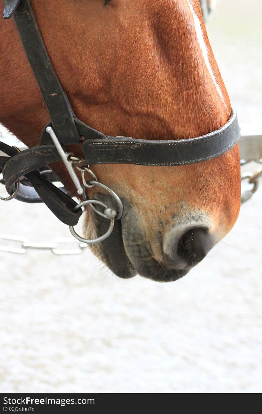 Bay horse in a harness. Bay horse in a harness