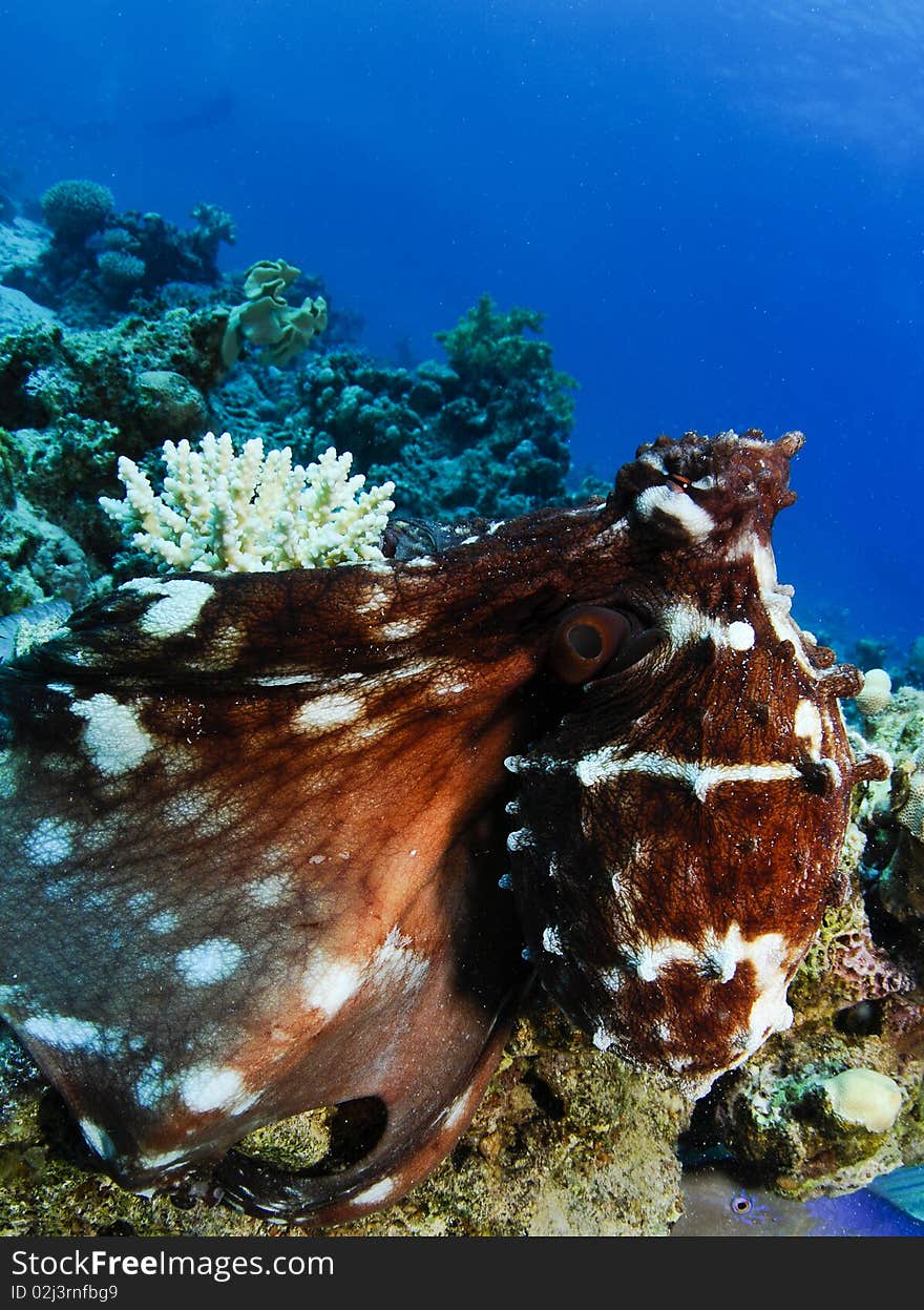 Red octopus swimming on coral reef