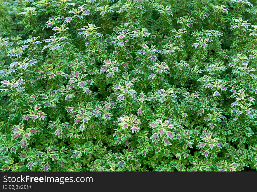 Green background with colorful leaves in spring