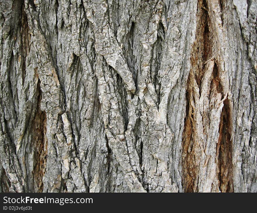 Texture of tree bark.Close-up