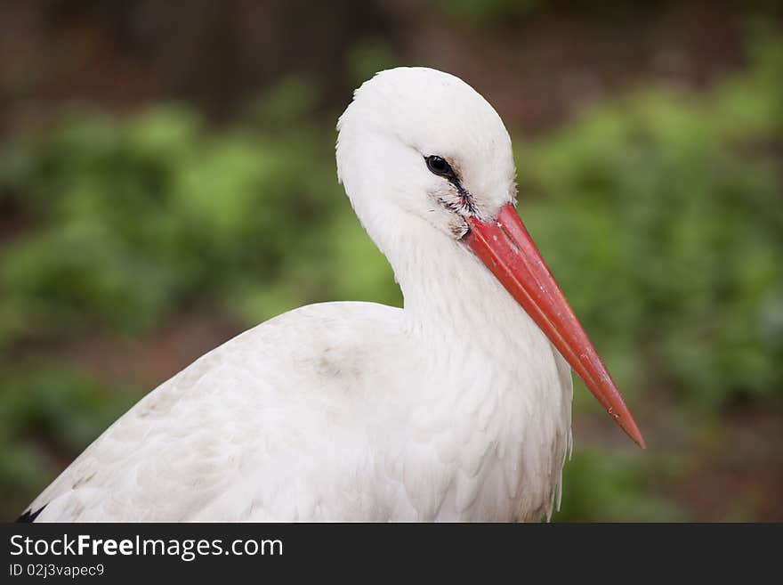 Stork