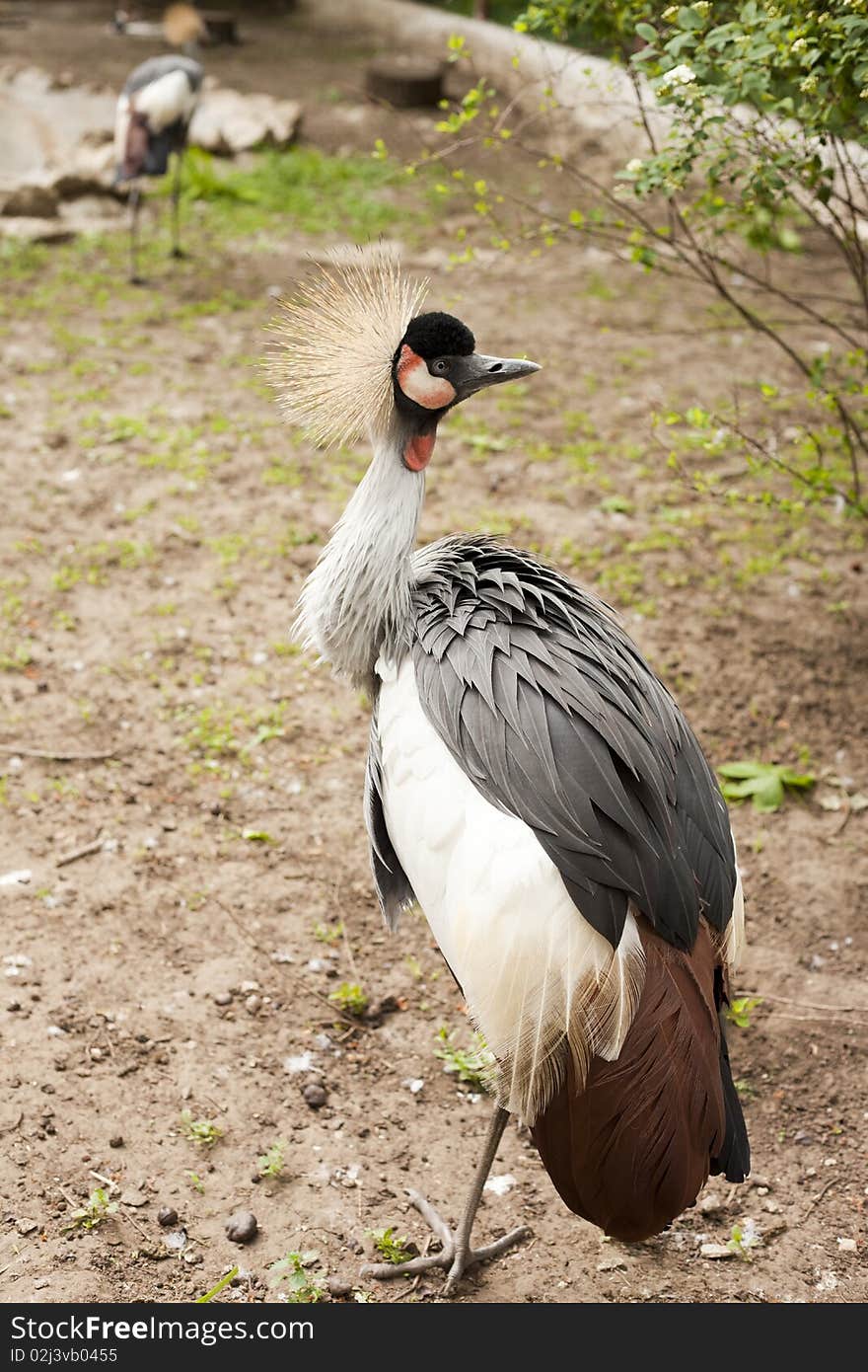 Beautiful grey crowned crane in the meadow