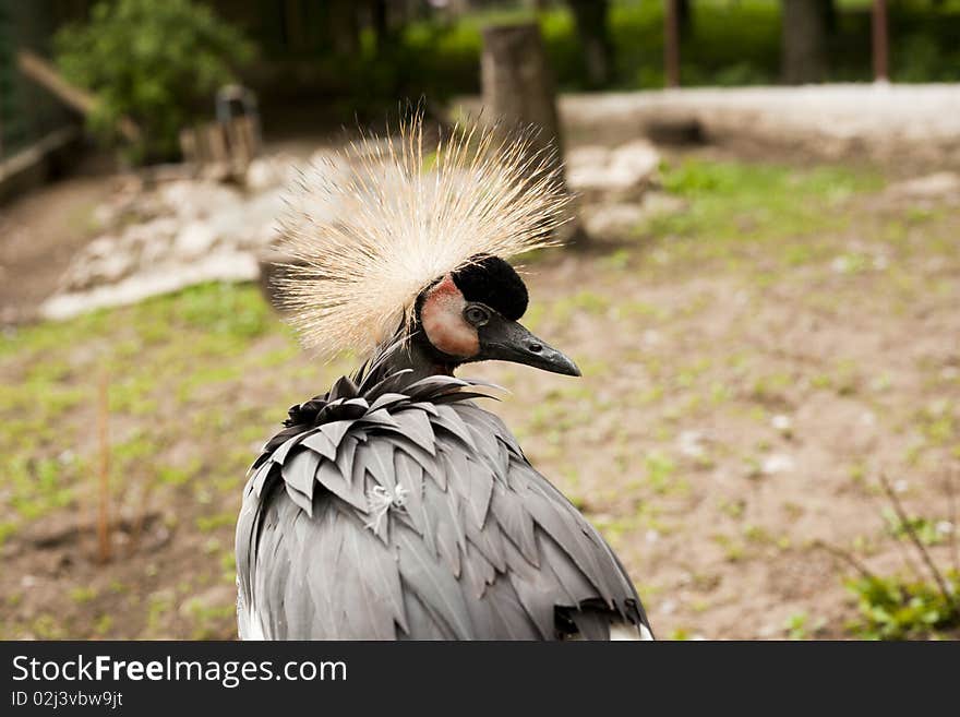 Portrait of a beautiful grey crowned crane