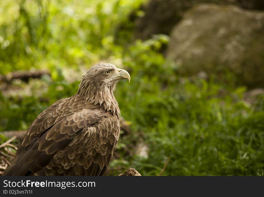 Bird of prey - eagle (family Accipitridae)