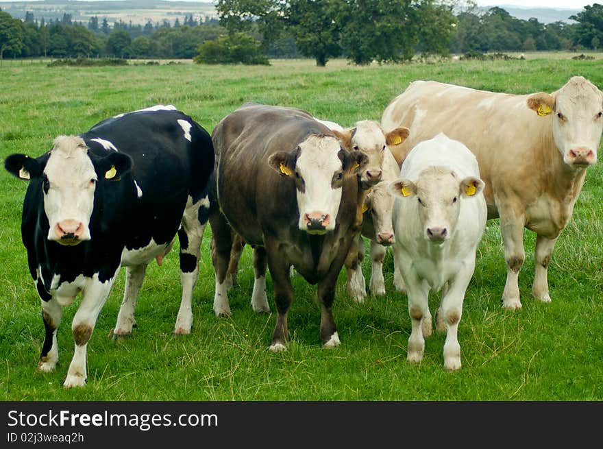 Nosy cows