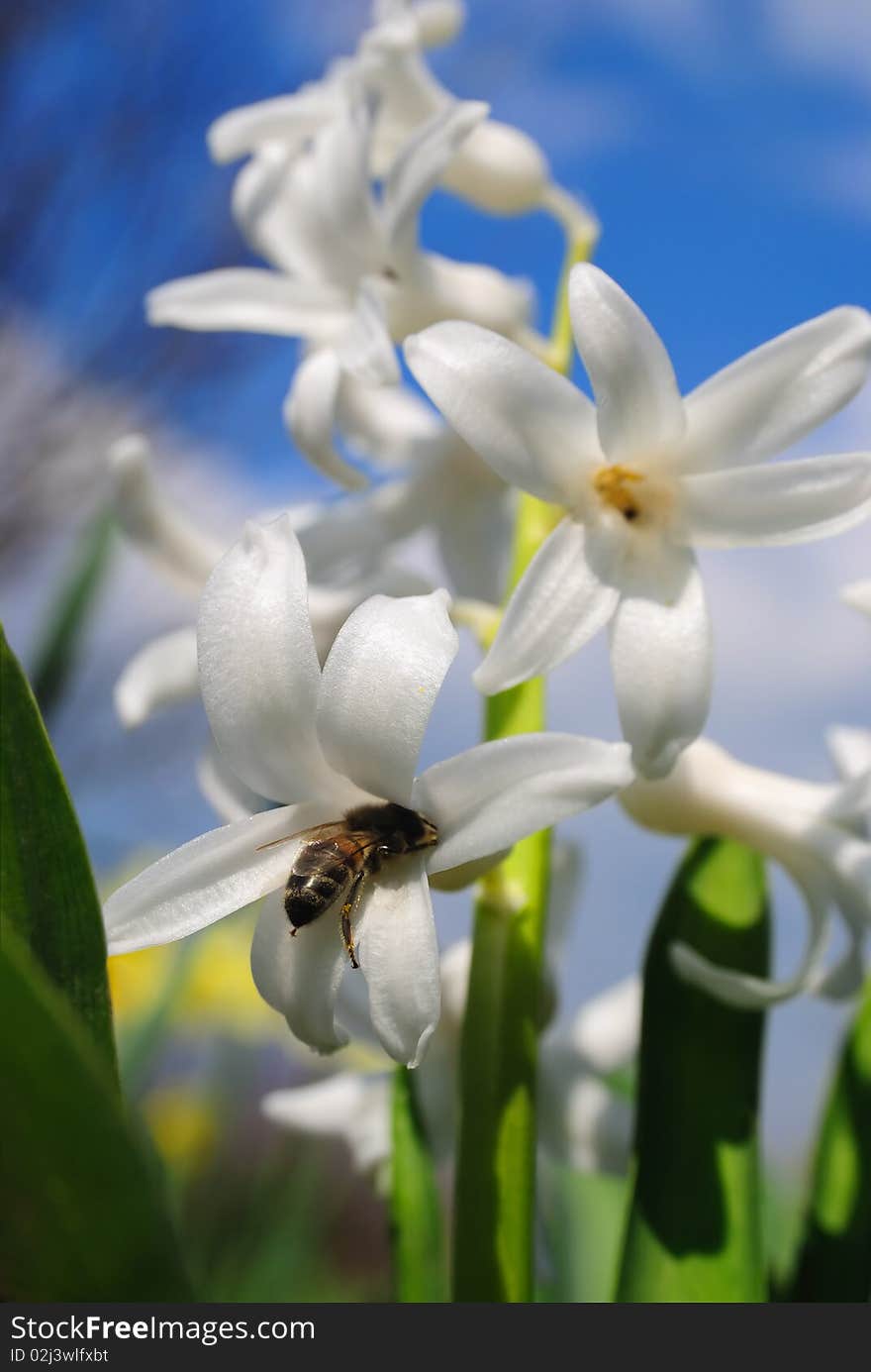 White flowers against with bee