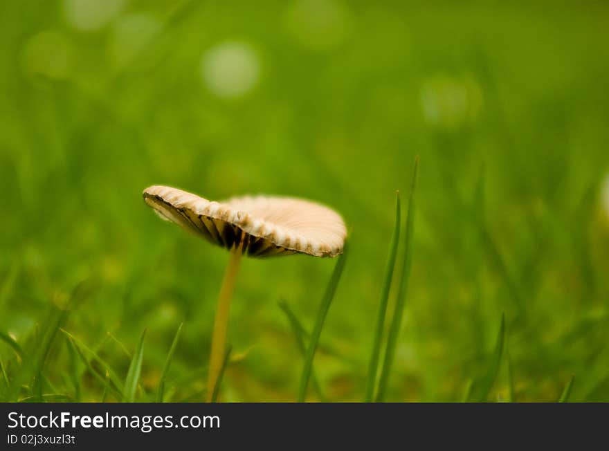 Small toadstool close up in park