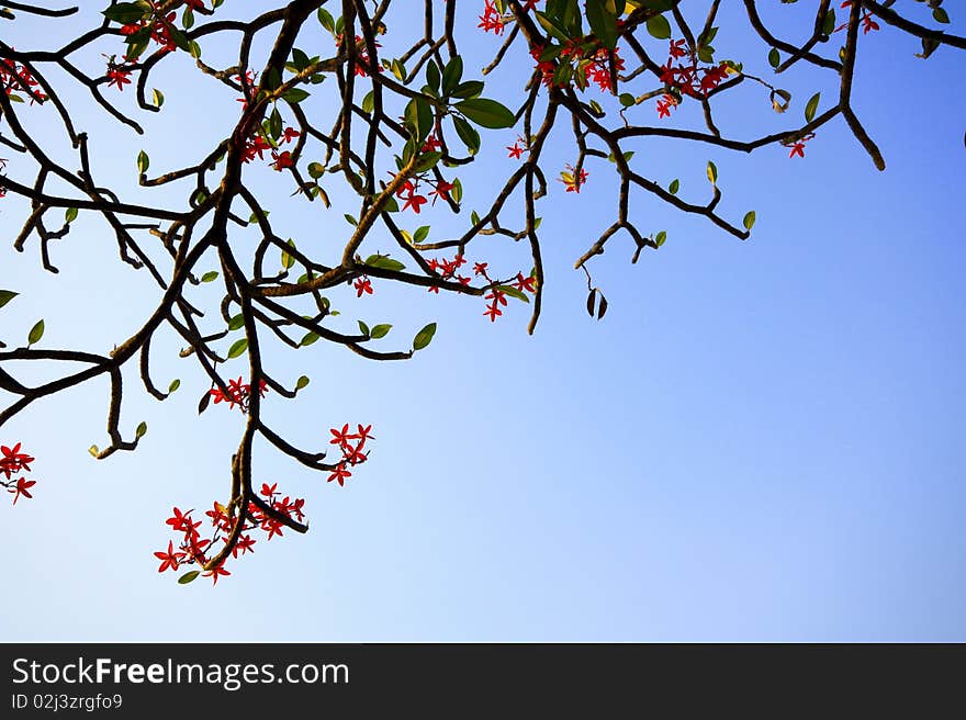 Blue and red pattern of flowers and sky. Blue and red pattern of flowers and sky