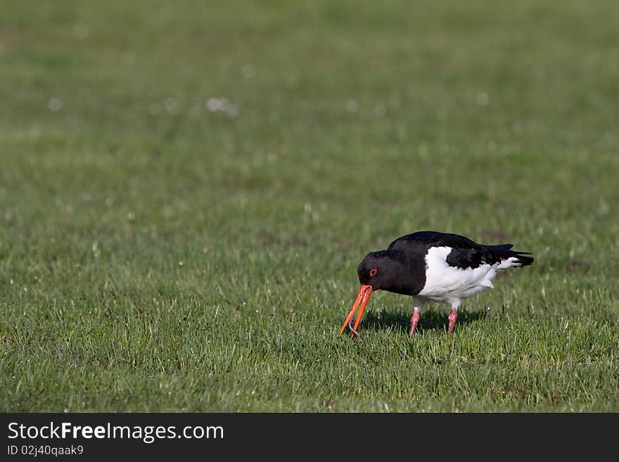 Oyster-catcher Bird Walking On The Grass