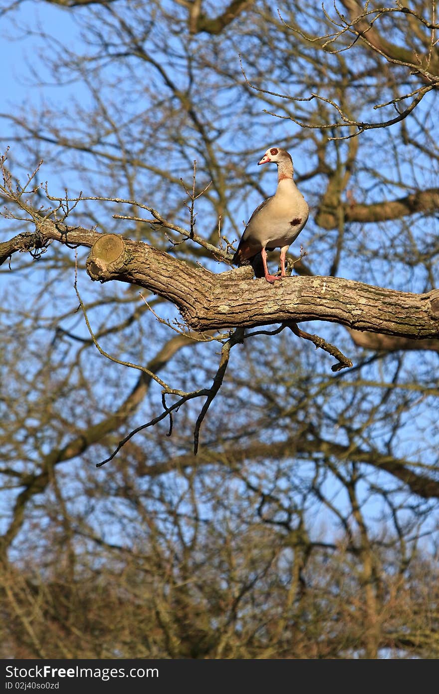 Egyptian goose  bird sitting in a tree