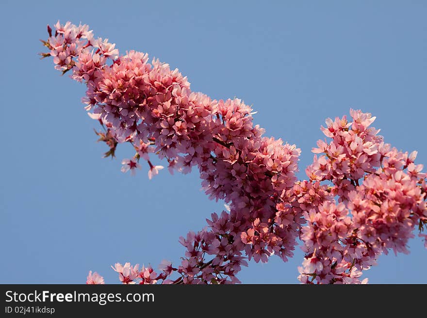 Pink Cherry Tree Blossom