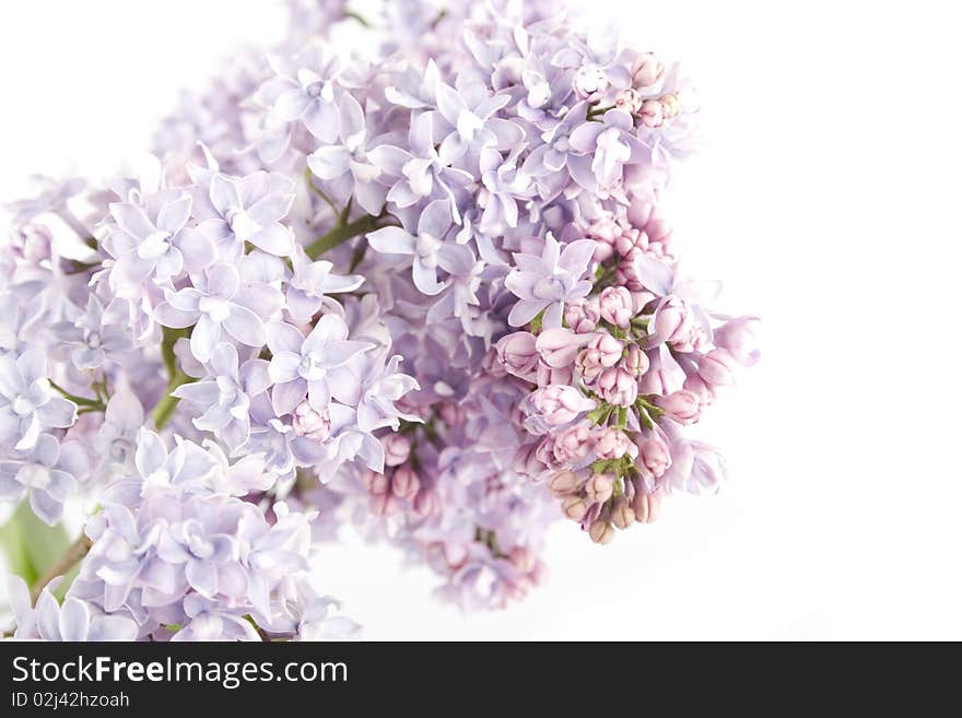 Branch Of Lilac