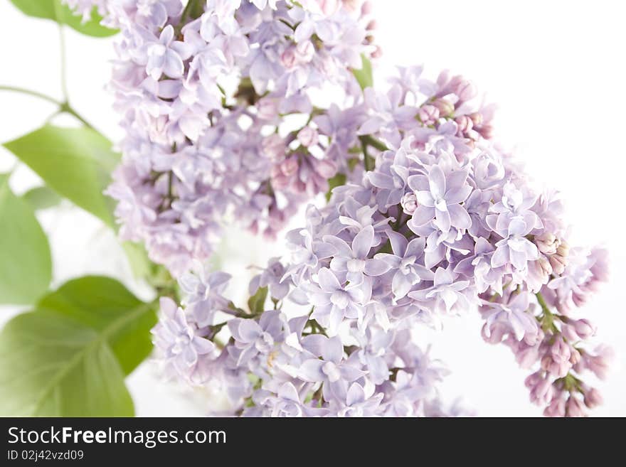 Flowers lilac and green leaves on a branch. Isolated on white background. Flowers lilac and green leaves on a branch. Isolated on white background