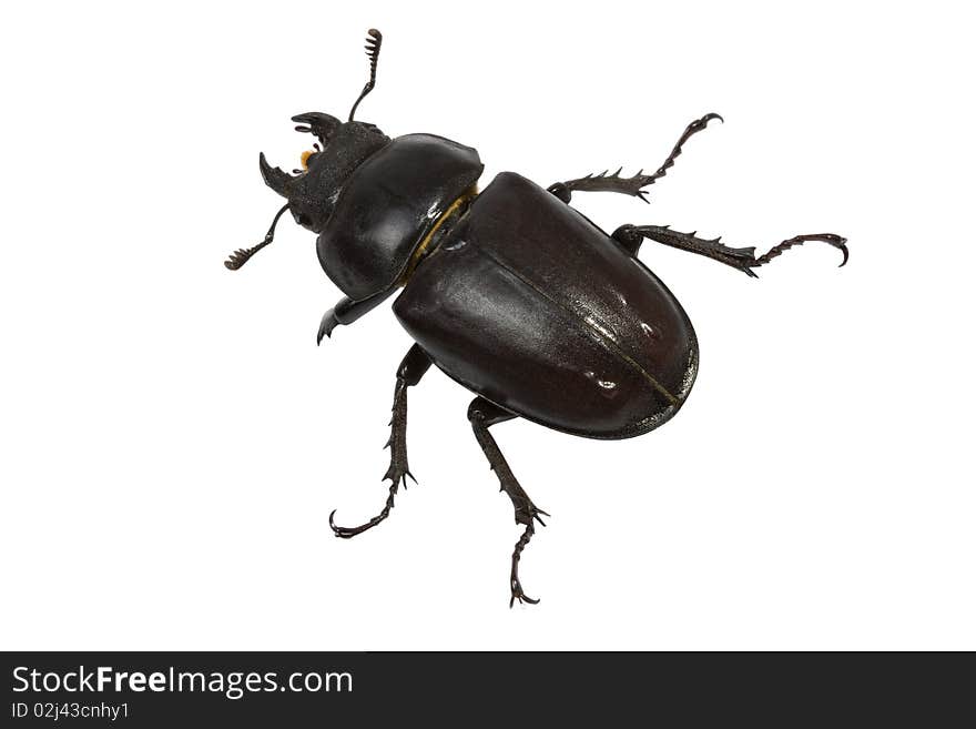 Stag beetle (Lucanidae Latreille) female