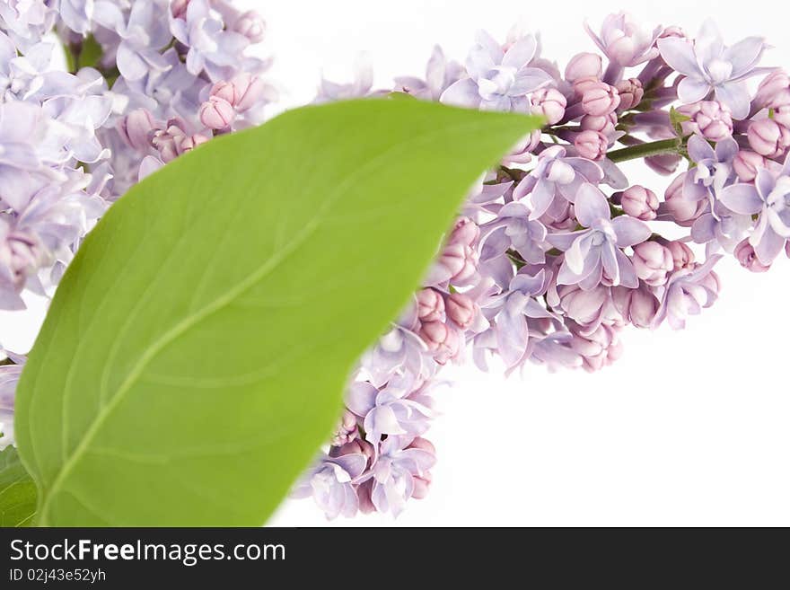 Flowers lilac and green leaves on a branch. Isolated on white background. Flowers lilac and green leaves on a branch. Isolated on white background