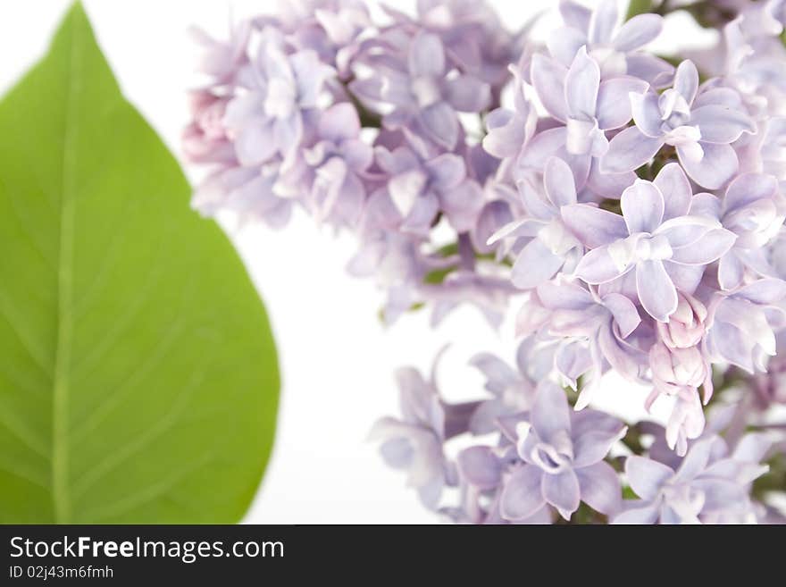 Flowers lilac and green leaves on a branch. Isolated on white background. Flowers lilac and green leaves on a branch. Isolated on white background