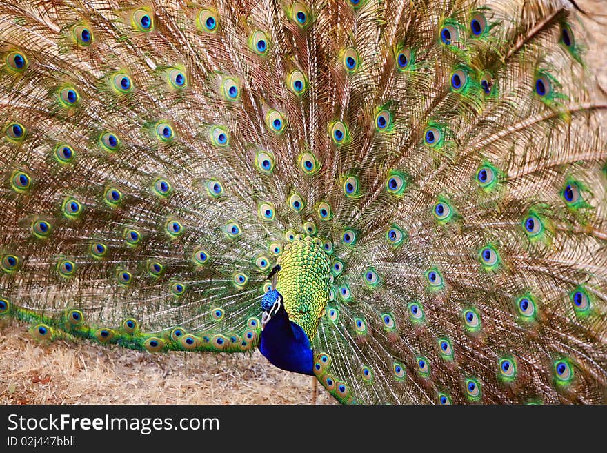 Bright beautiful peacock turned his head and spreading its magnificent royal tail