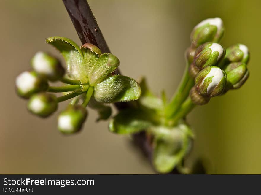 White blossom of a tree in closeup