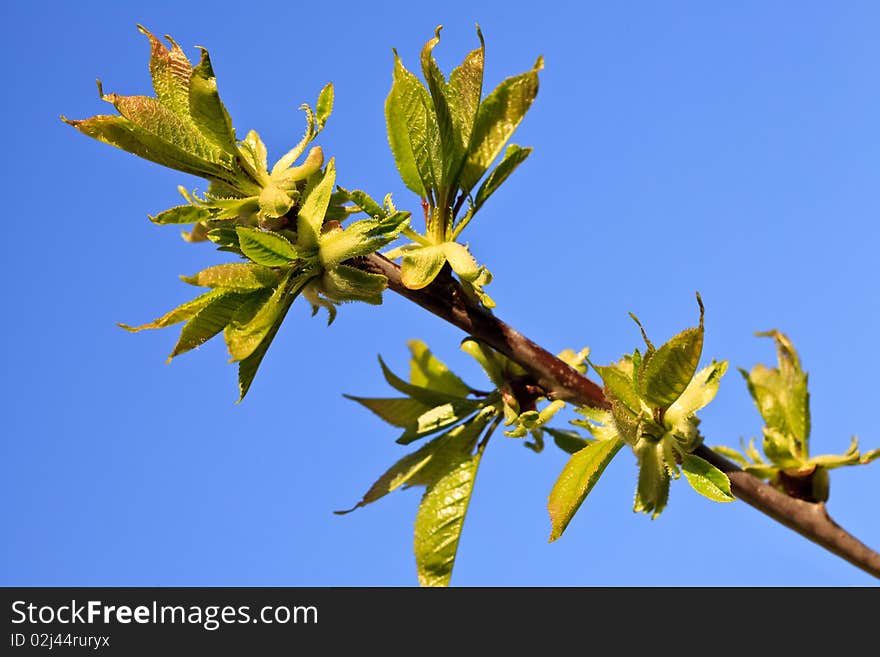 Young green leaves on a tree