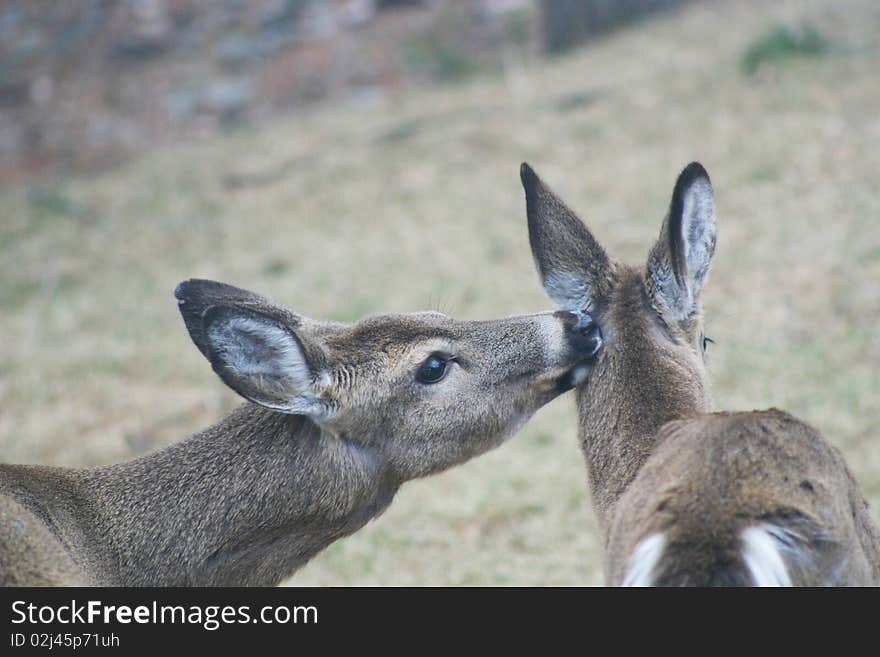 Doe Grooming Fawn in Poconos