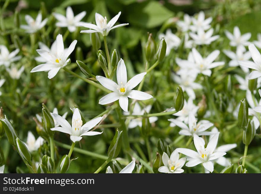 Background from meadow white flowers