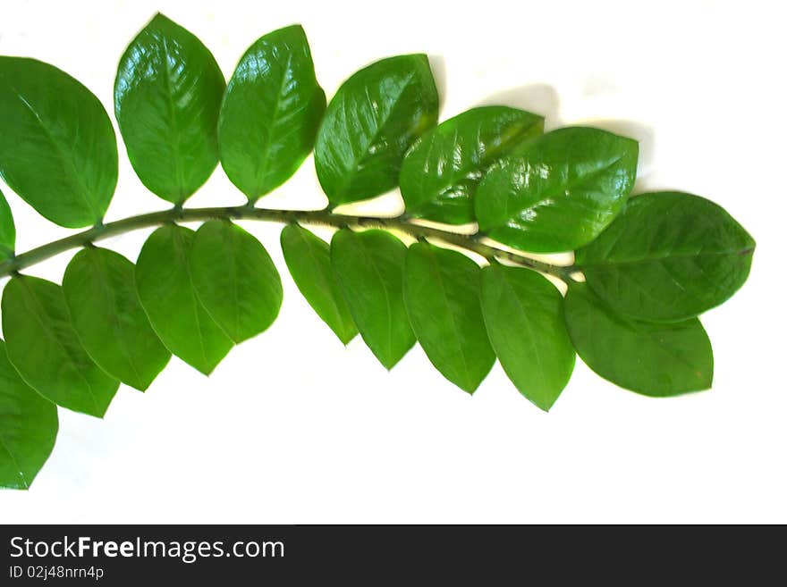 Zamioculcas zamiifolia plant in a pot