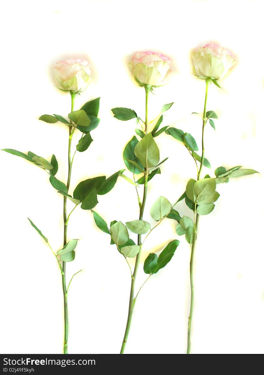 Three White Pink Roses Isolated On A White Backgro